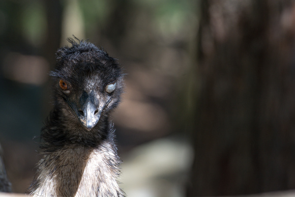 Emus are scary!